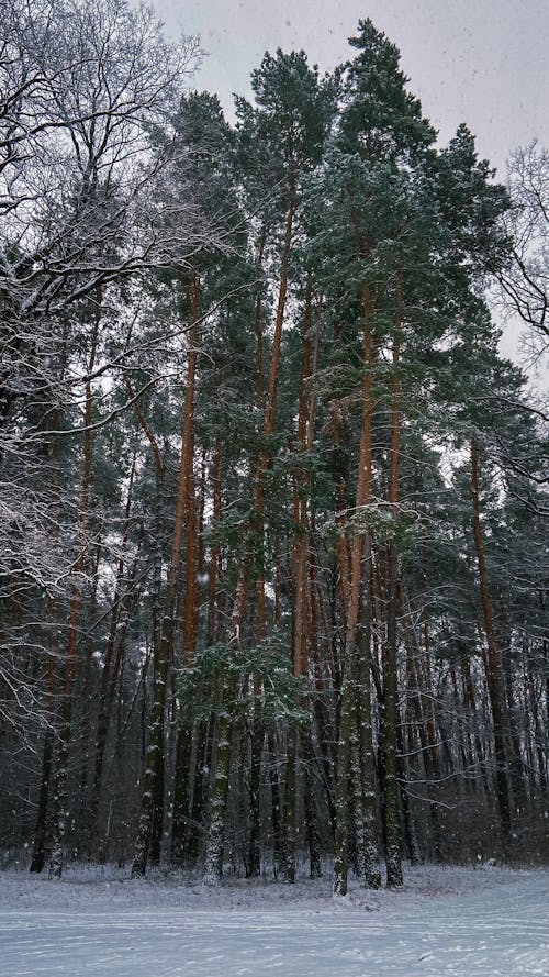 Trees on Snow Covered Ground 