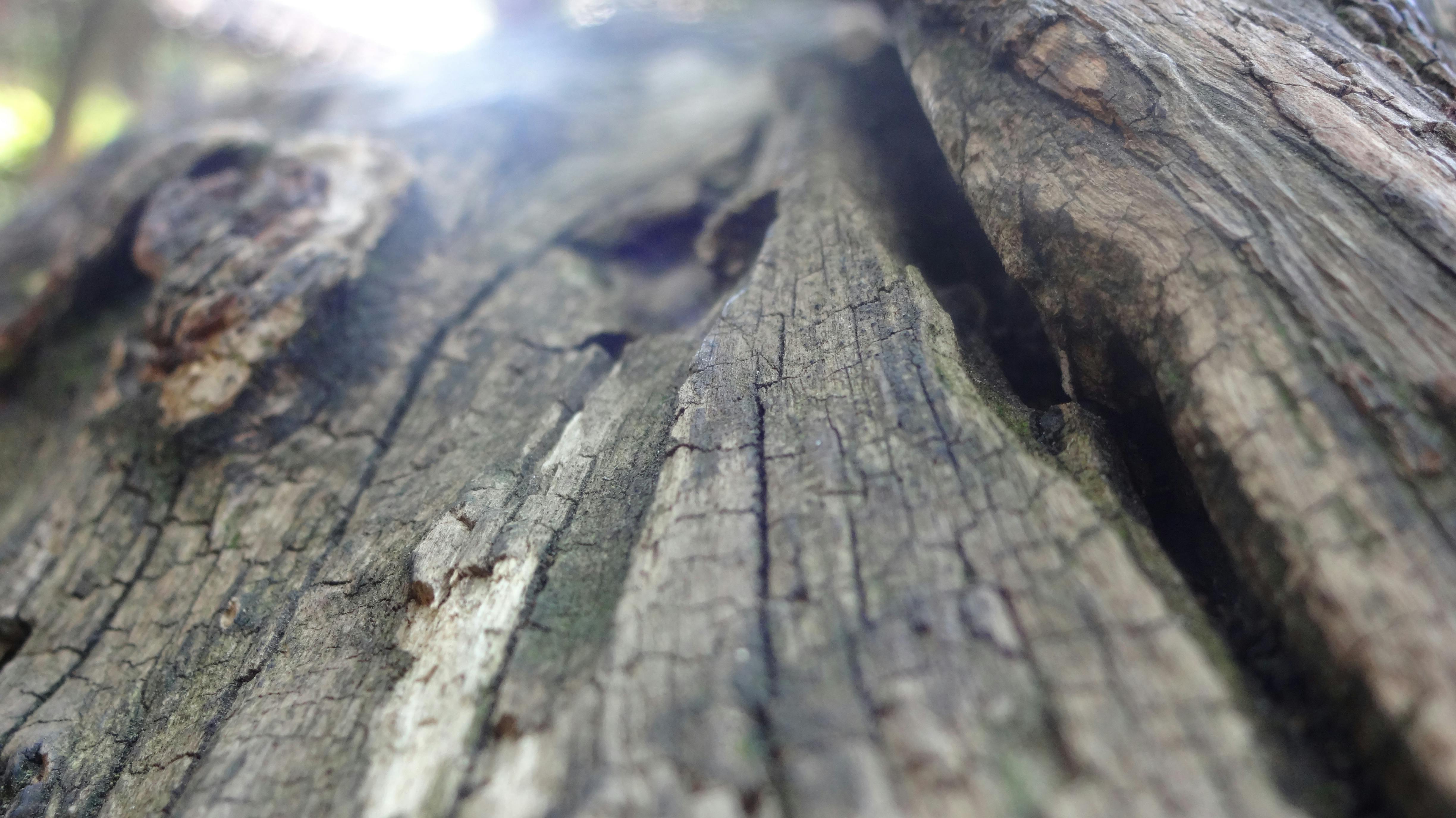 Free stock photo of #woods, carved wood, dead tree