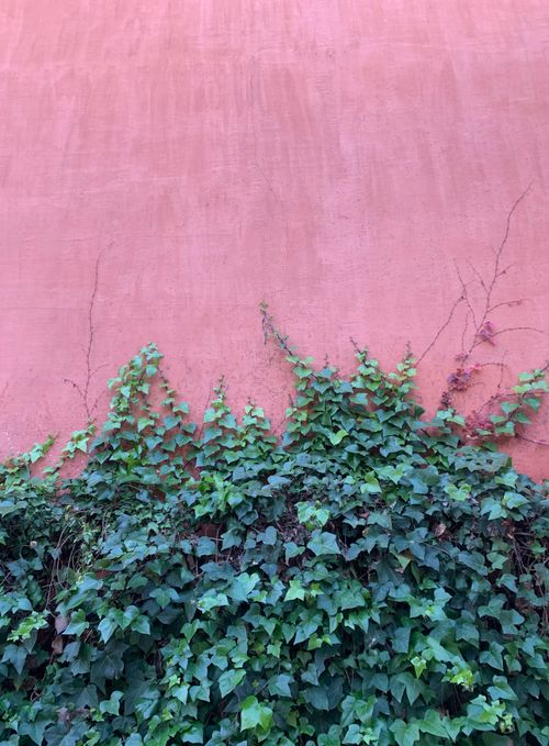 Free Green ivy cascades down a vivid pink wall, showcasing natural beauty and urban contrast. Stock Photo