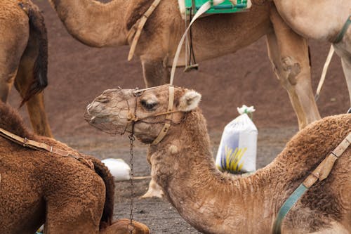 Close-up of Camel 