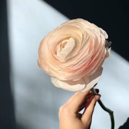 Person Holding Persian Buttercup Flower