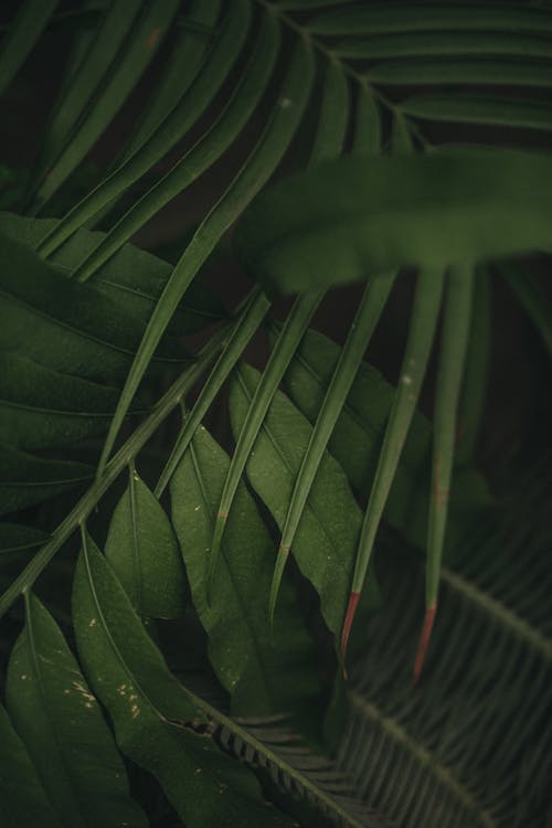 Základová fotografie zdarma na téma detail, kapradina, rostlina