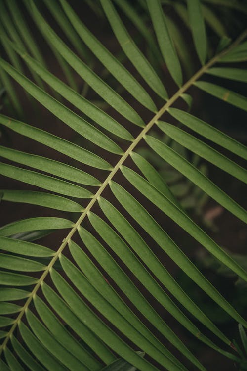 Green Leaf Plant in Close Up Photography