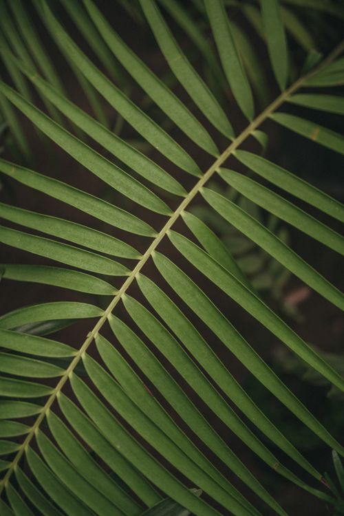Free A detailed vertical shot of a fresh green palm leaf with natural lighting. Stock Photo