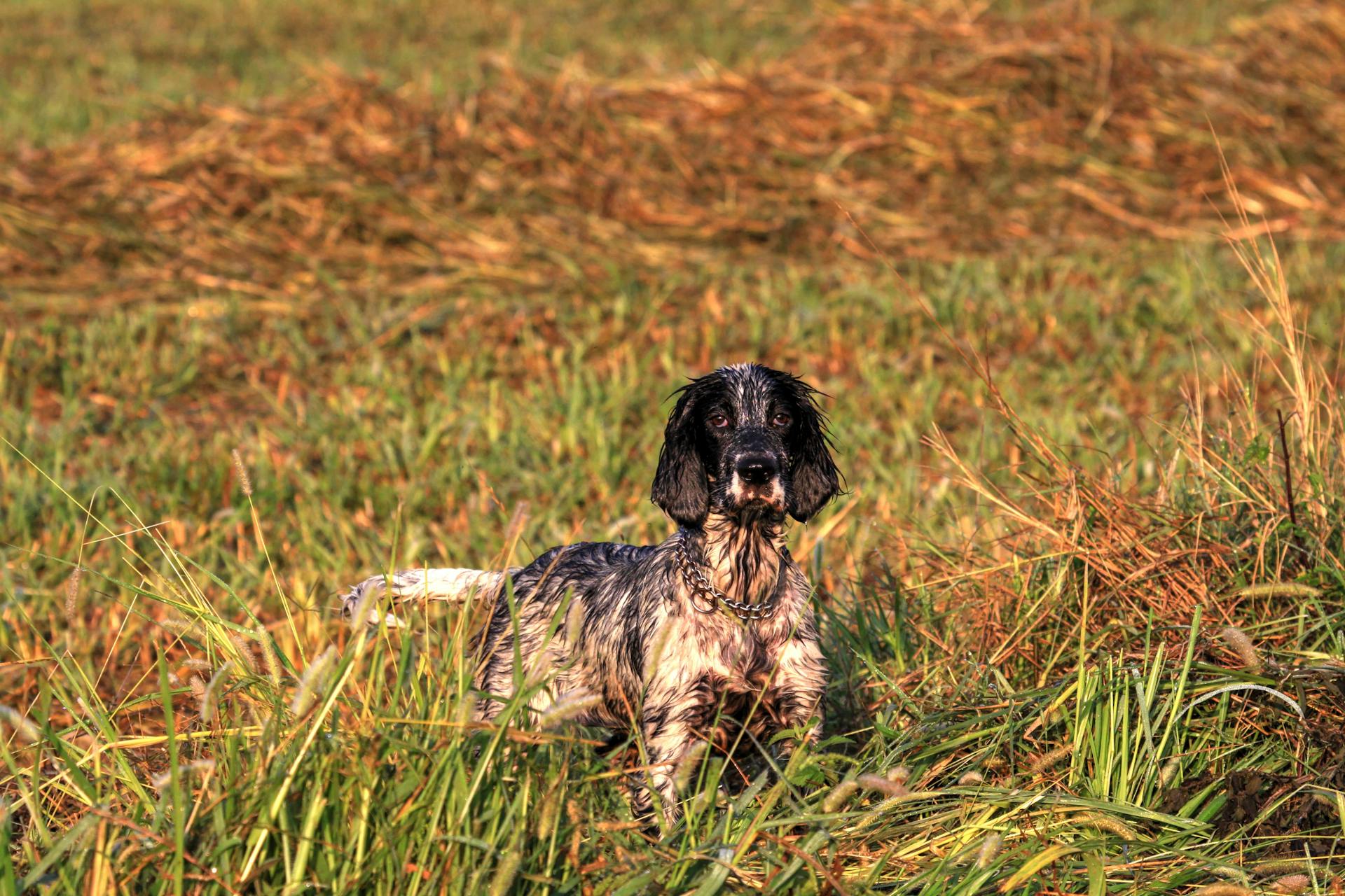 Le Setter anglais sur l'herbe