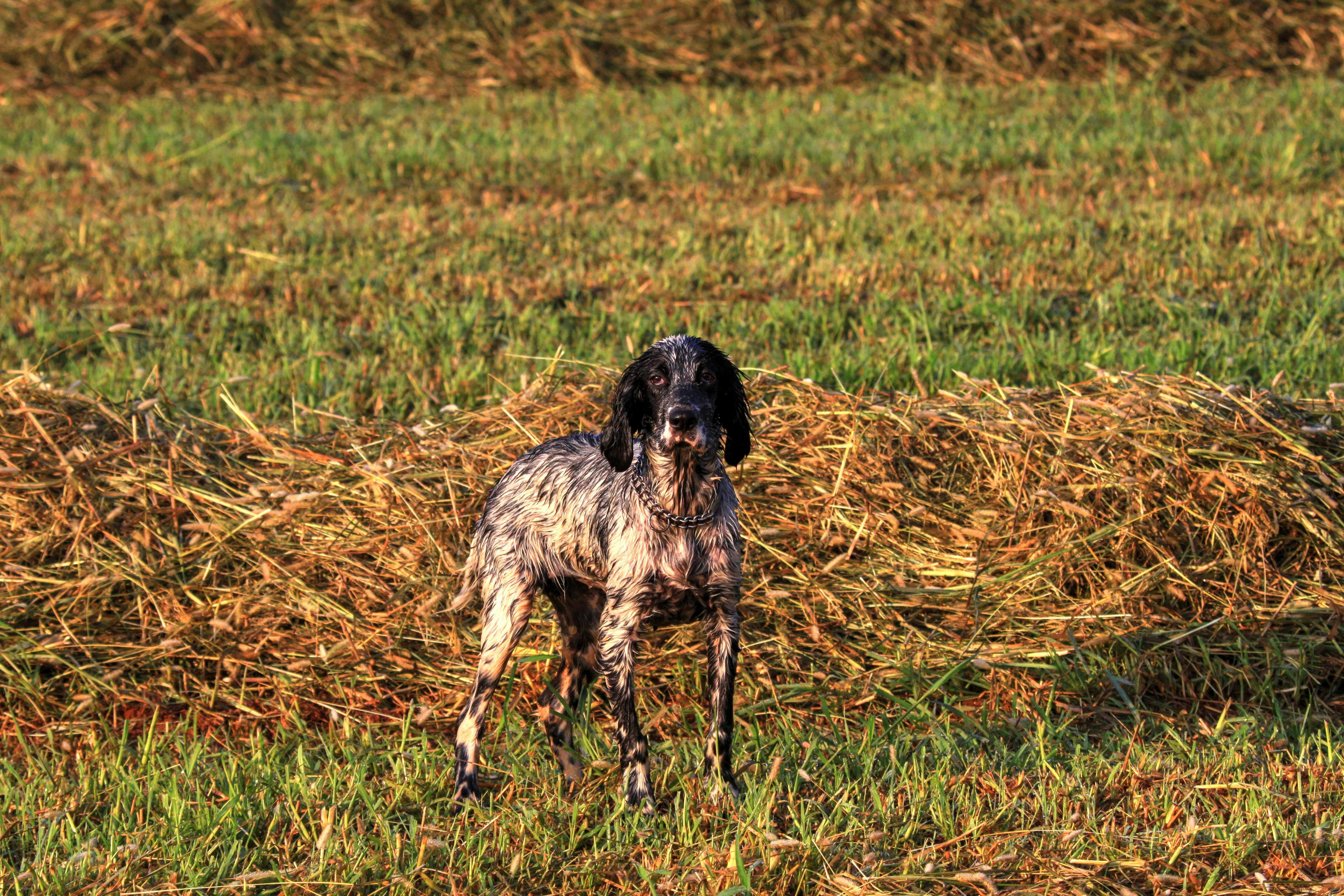 English Setter Dog on Grassland