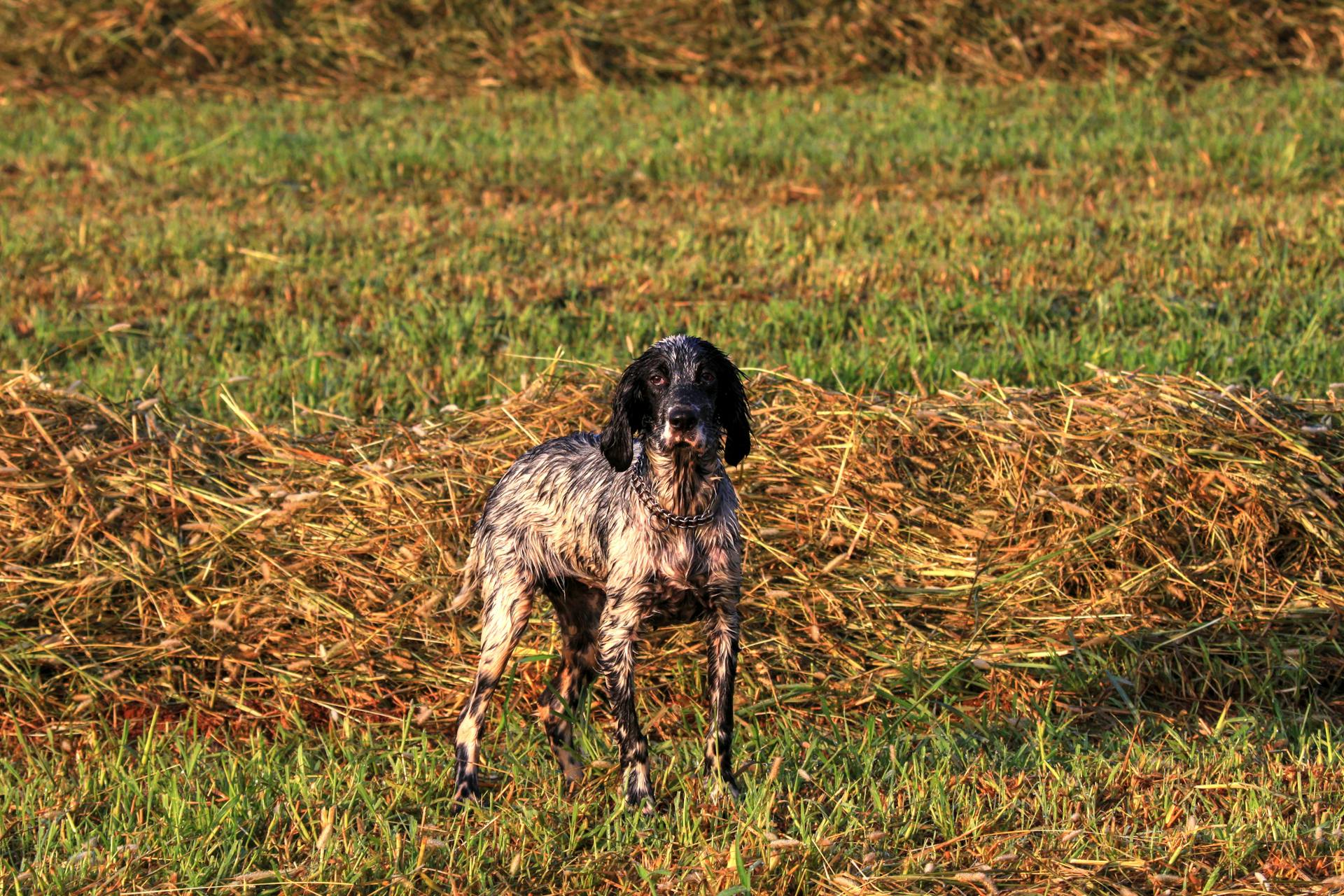 Engelse Setter op het grasland