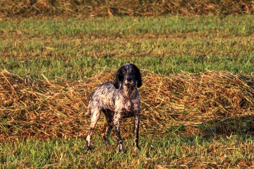 Free English Setter standing in a sunlit field with a background of cut hay, capturing a serene rural scene. Stock Photo