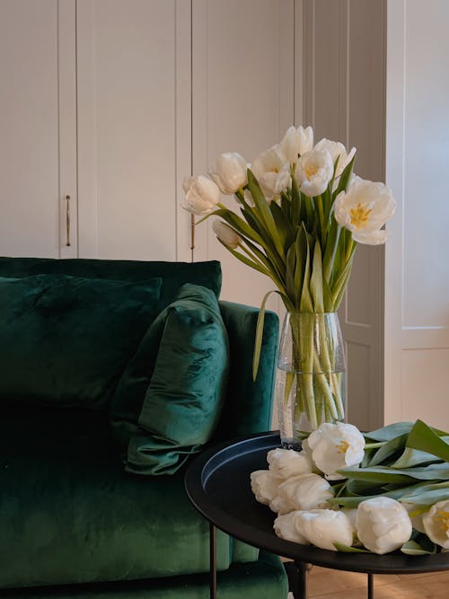 Základová fotografie zdarma na téma bílé tulipány, kvést, květ