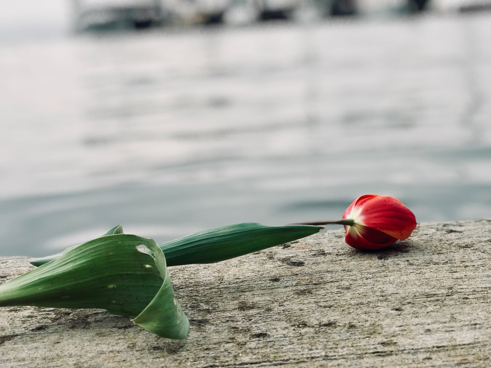 A serene red tulip laying on a wooden dock with a blurred water background, captured in İzmit, Turkey.
