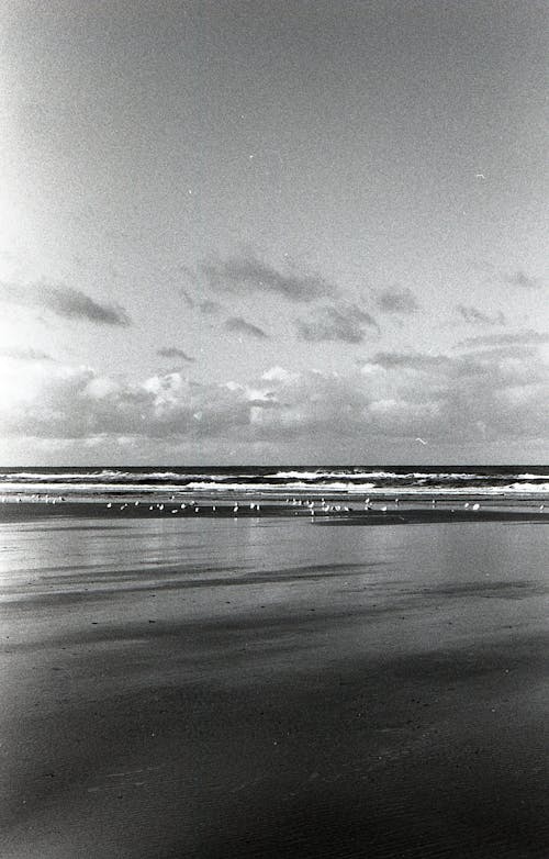 Fotos de stock gratuitas de al aire libre, aves, blanco y negro