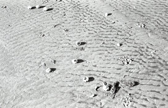 Serene grayscale beach sand scene with visible shells and textured ripples.