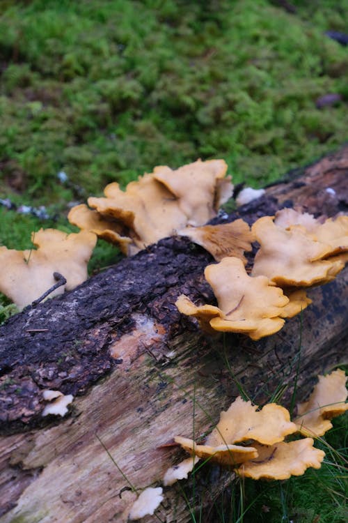 Foto d'estoc gratuïta de escorça, fong, marró