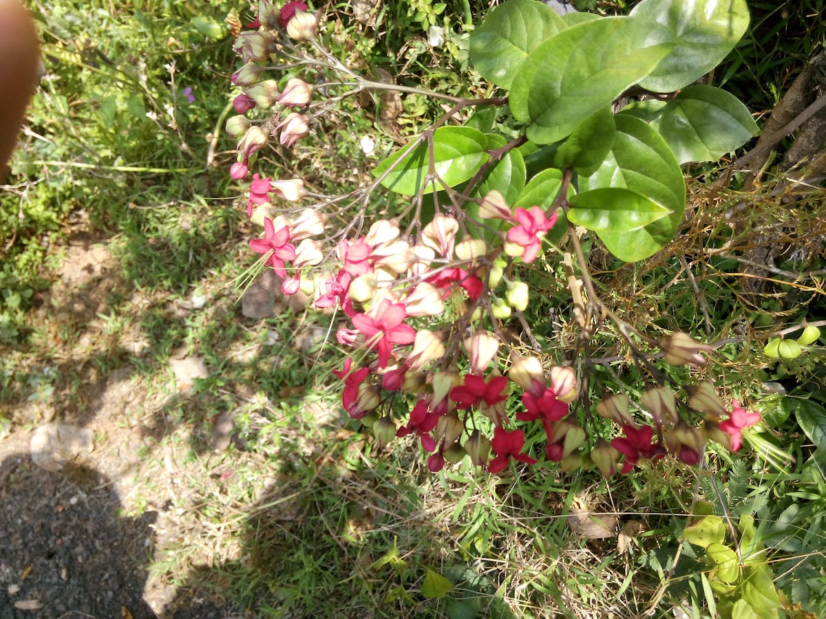 Formula 1 cars lined up on the starting grid before the lights go out