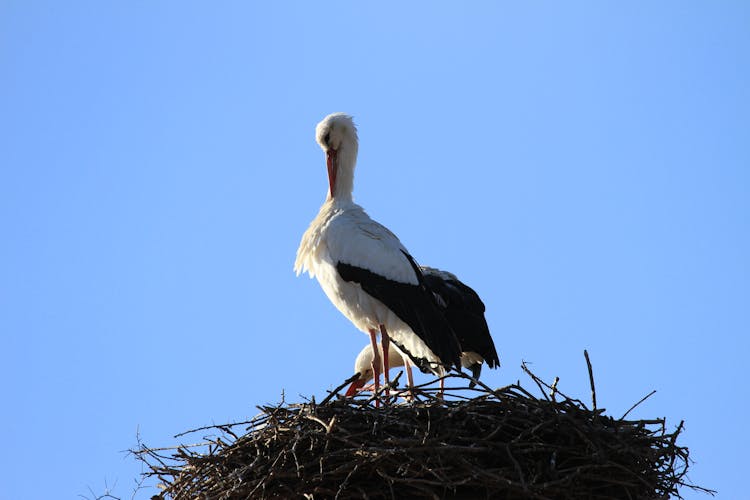 White Stork Standing On Nest