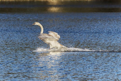 White Swan on Water