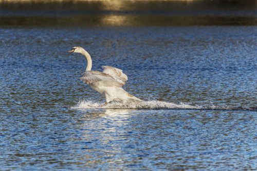Free A majestic mute swan glides across a tranquil lake, showcasing its natural beauty and gracefulness. Stock Photo