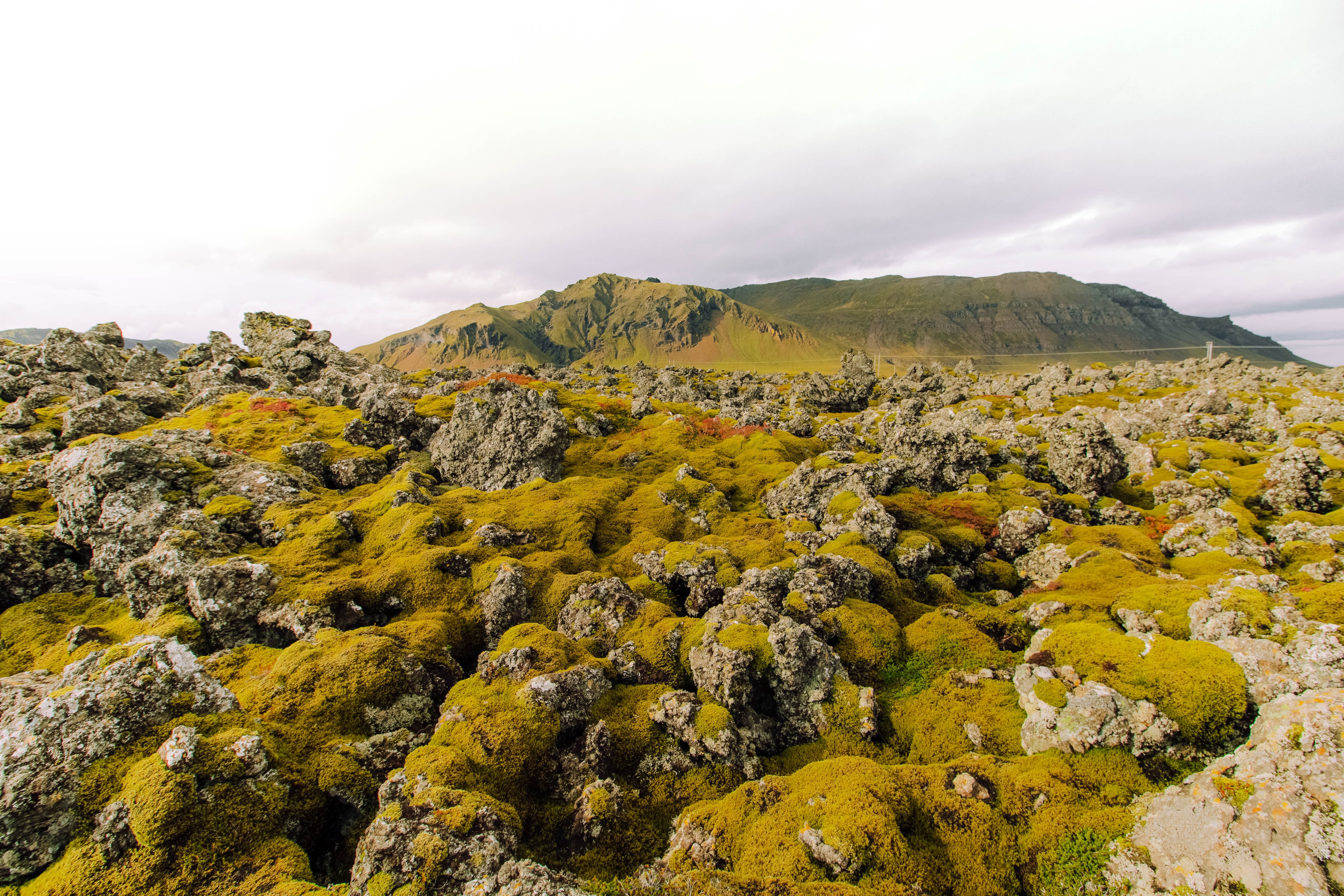 Close-up of Moss on a Rock and a Meadow and Mountain in the