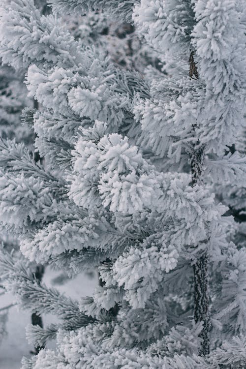 Gratis Fotos de stock gratuitas de cubierto de nieve, de cerca, escarchado Foto de stock
