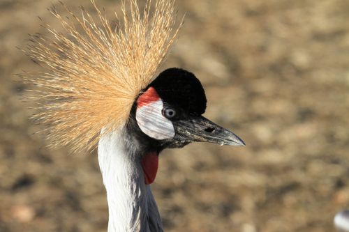 Free Close-up portrait of a black-crowned crane, showcasing its distinctive plumage and crown. Stock Photo