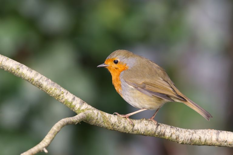 A robin perched on a lichen-covered branch, photo by Phil Mitchell on Pexels