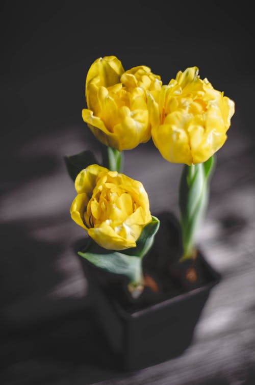 Free Yellow Flowers in Close Up Photography Stock Photo