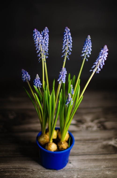 Free Purple Flowers in a Pot Stock Photo