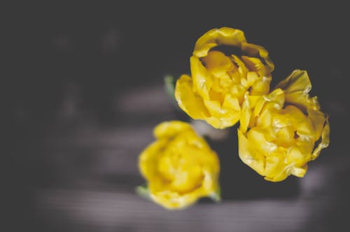 꽃, 노란색, 식물군의 무료 스톡 사진