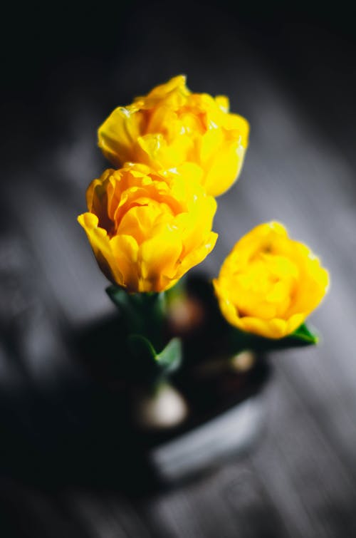 Close Up Photo of Yellow Flowers