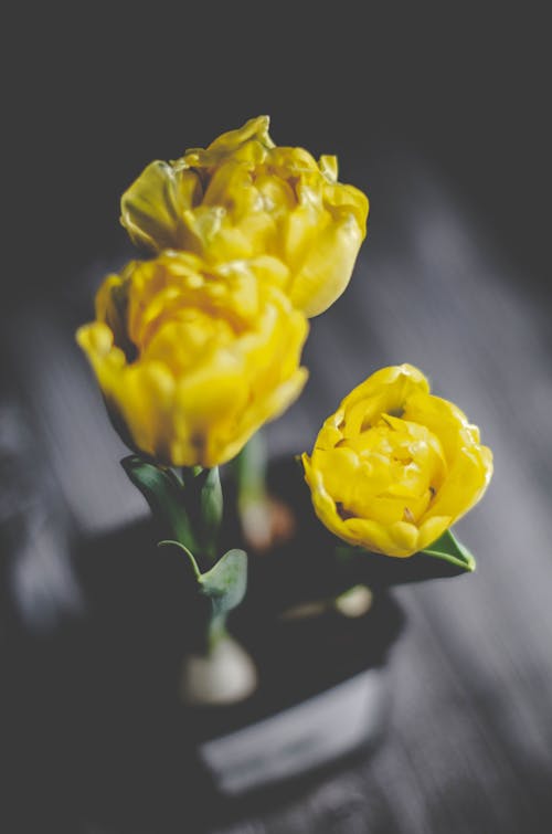 꽃, 노란색, 수직 쐈어의 무료 스톡 사진
