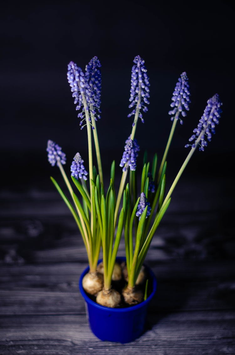 Flowers In Pot