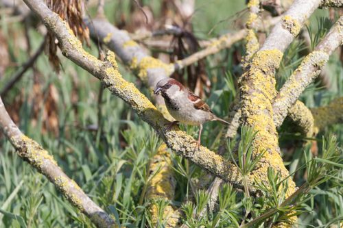 Free Close-up of a sparrow perched on a lichen-covered branch in nature. Stock Photo
