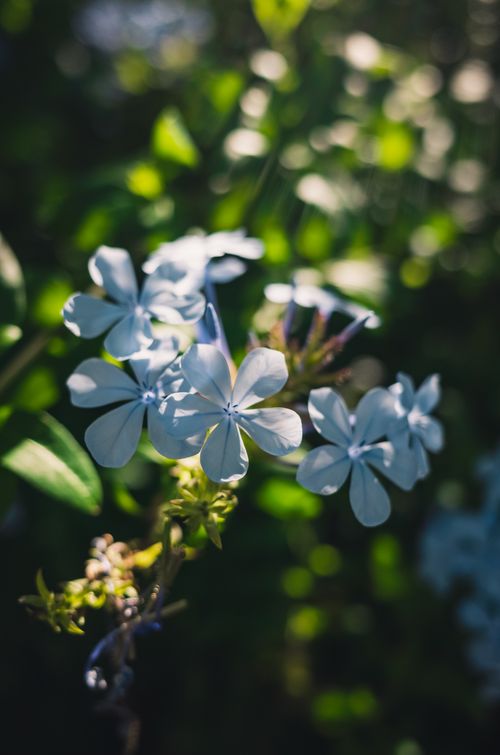 Free Close-up of delicate blue Plumbago flowers with lush green background capturing nature's beauty. Stock Photo