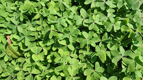 Free Green clover Stock Photo