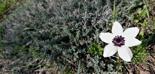 Free anemone Stock Photo