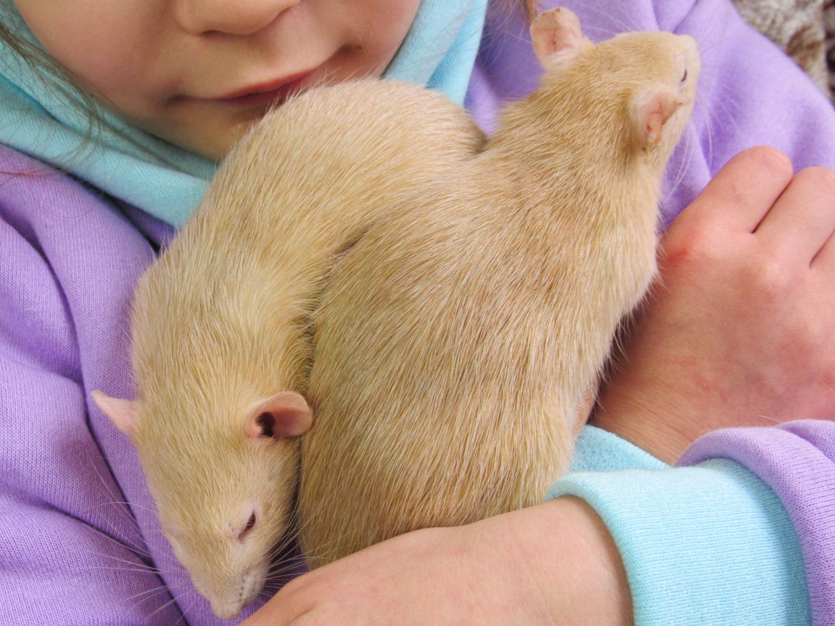 A brown rat on the ground, representative of rodents entering Tallahassee homes