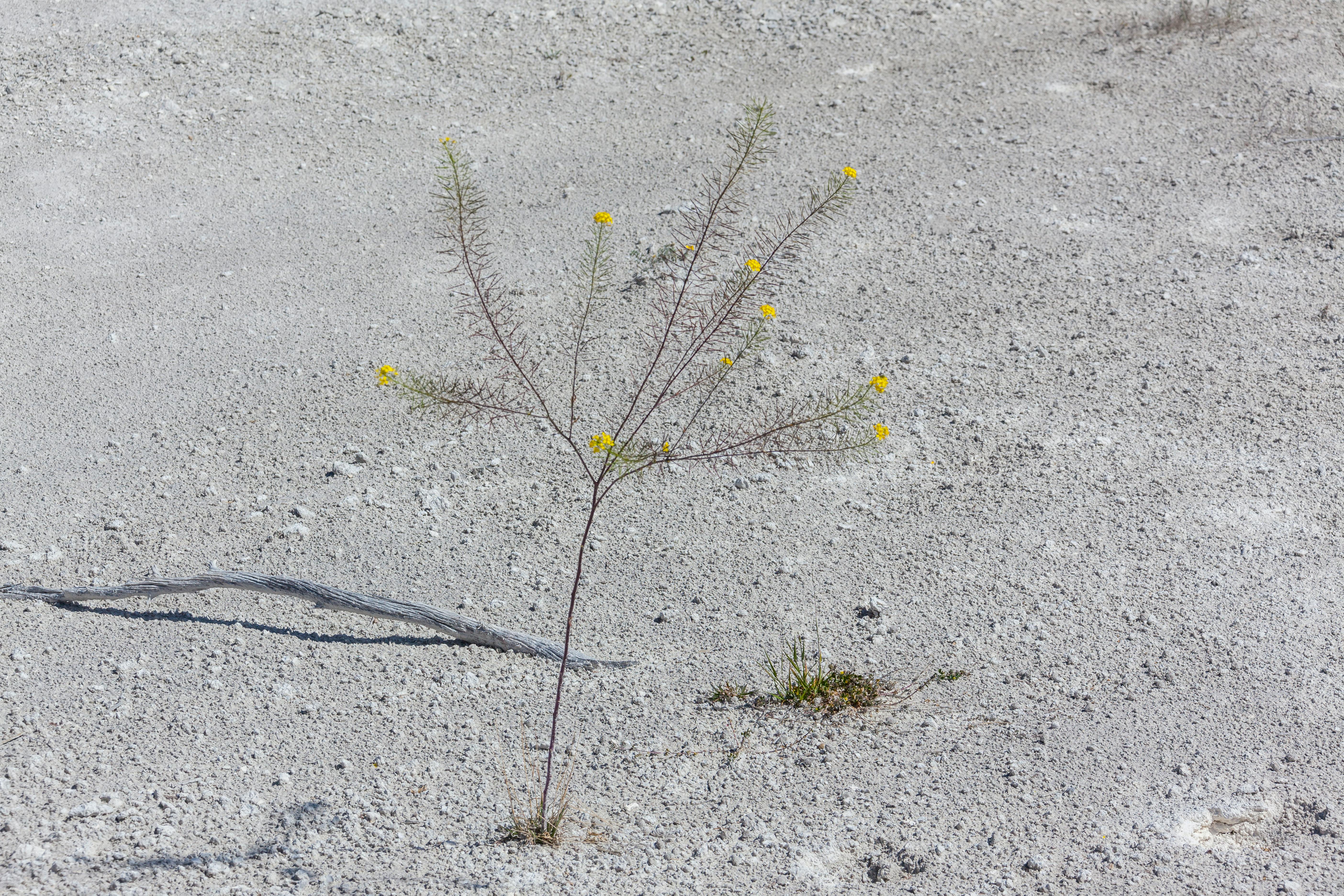 climate resilience drought mitigation — Photo by Mohan Nannapaneni on Pexels