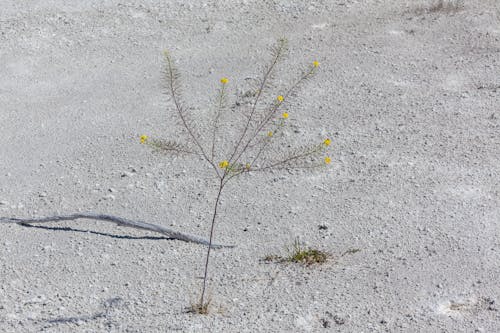 คลังภาพถ่ายฟรี ของ ดอกไม้สีเหลือง, ดิน, ทราย