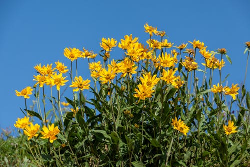 Foto profissional grátis de amarelo, atraente, brilhante