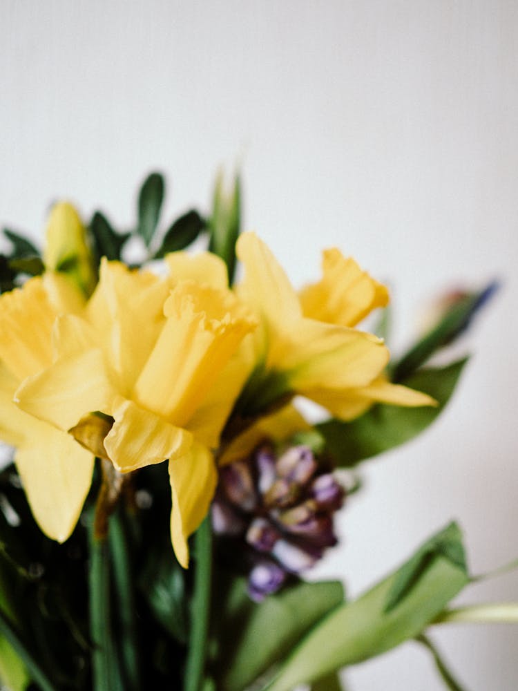 Bouquet Of Yellow Daffodils