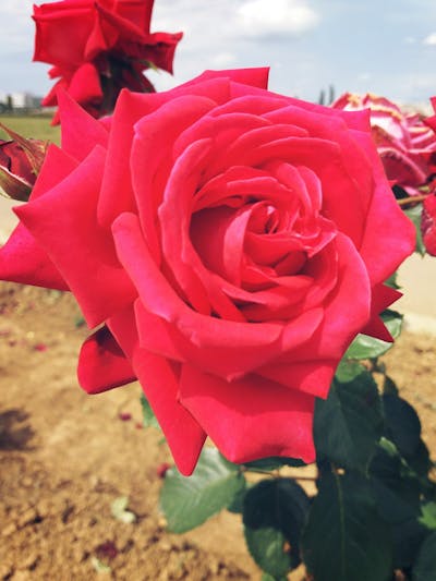 Soul Nights album cover