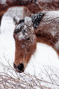 A horse in a snowy landscape showcasing winter's beauty.