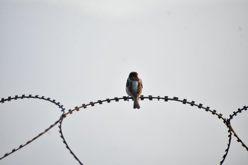 Free A lone sparrow perched on barbed wire, silhouetted against a clear sky, symbolizing freedom and isolation. Stock Photo