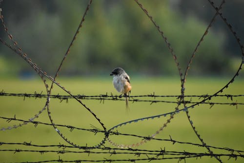 Long-tailed Shrike Bird Perched on Barbed Wire 
