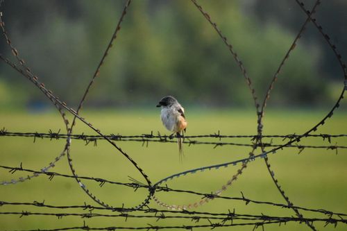 Free A small bird perched on barbed wire with a blurred green background, capturing a serene wildlife moment. Stock Photo
