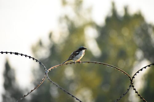 Close-Up Shot of a Bird on a Barbed Wire