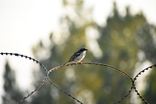 Free Close-up of a sparrow on barbed wire, highlighting the contrast between nature and man-made elements. Stock Photo