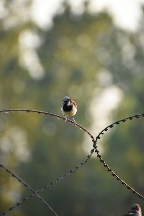 A Bird on a Barbed Wire