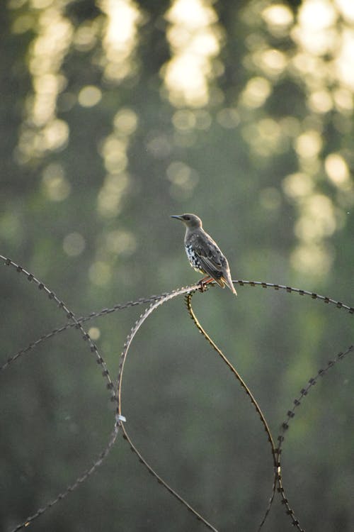 A Bird Perched on a Barbed Wire 