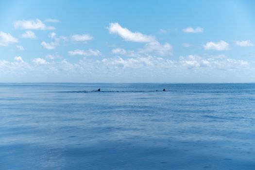 dolphin photo